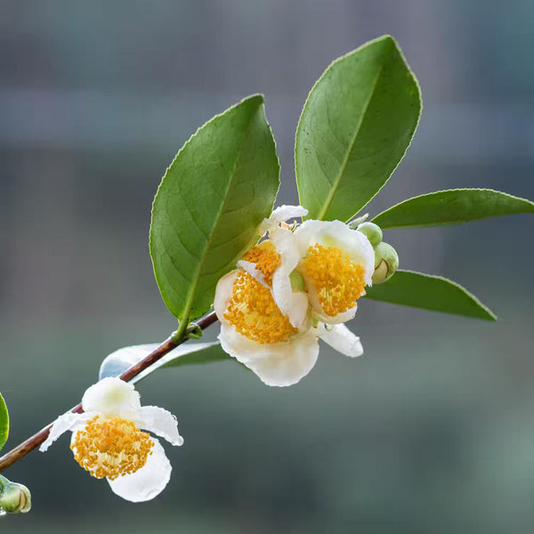 Exploring Camellia sinensis: The Heart of True Tea